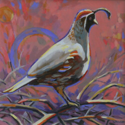 Gambel's Quail