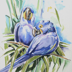 Hyacinth Macaws