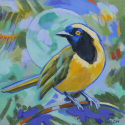 Inca Jay