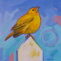 Saffron Finch