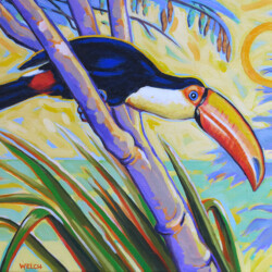 Toco Toucan